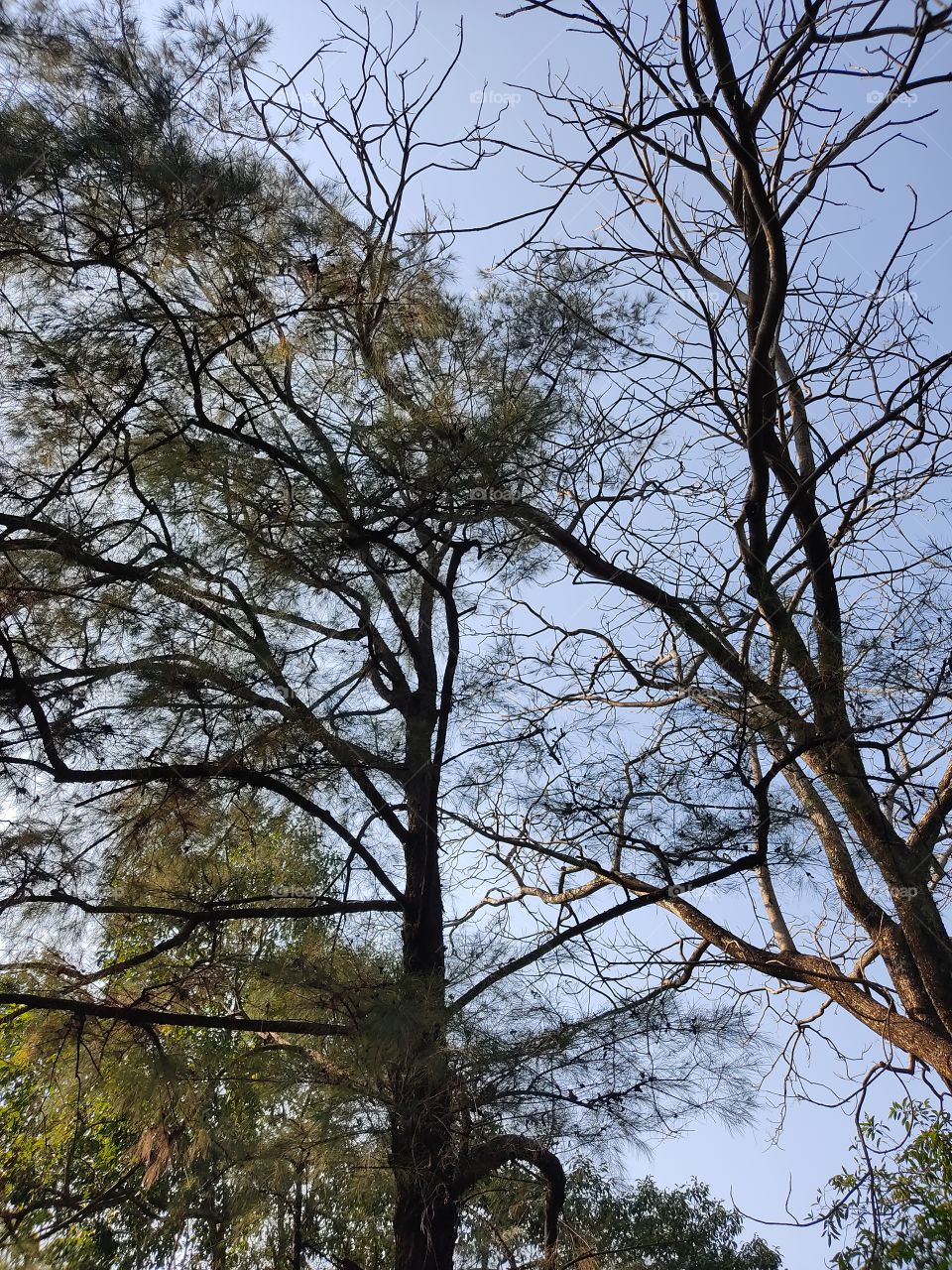 Beautiful😍 trees🌳branches.