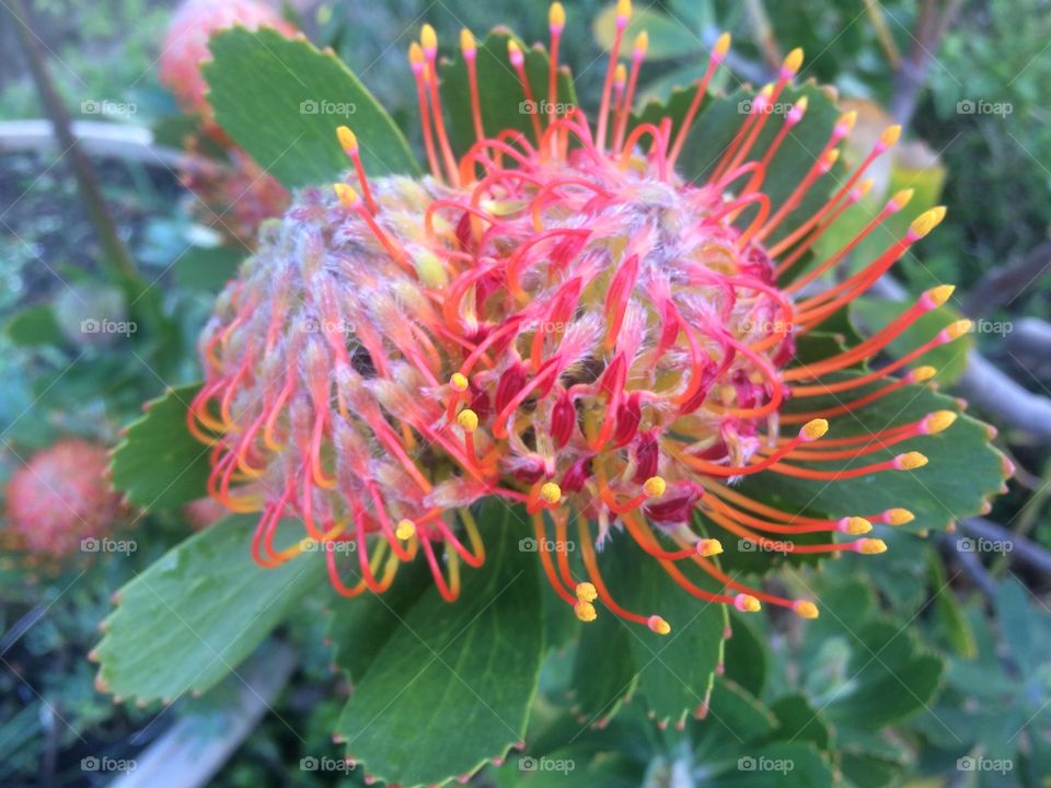 Pincushion Protea flowers in full bloom on the bush during Winter season in Cape Town South Africa 