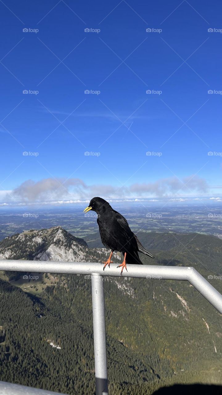 Alpine chough on a railing with mountains behind