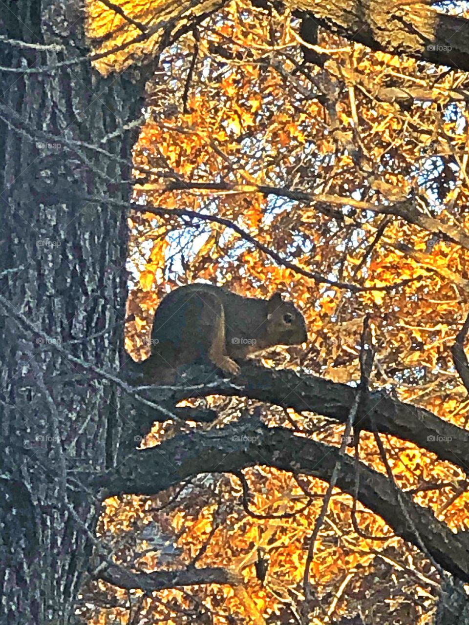 Squirrel in acorn tree