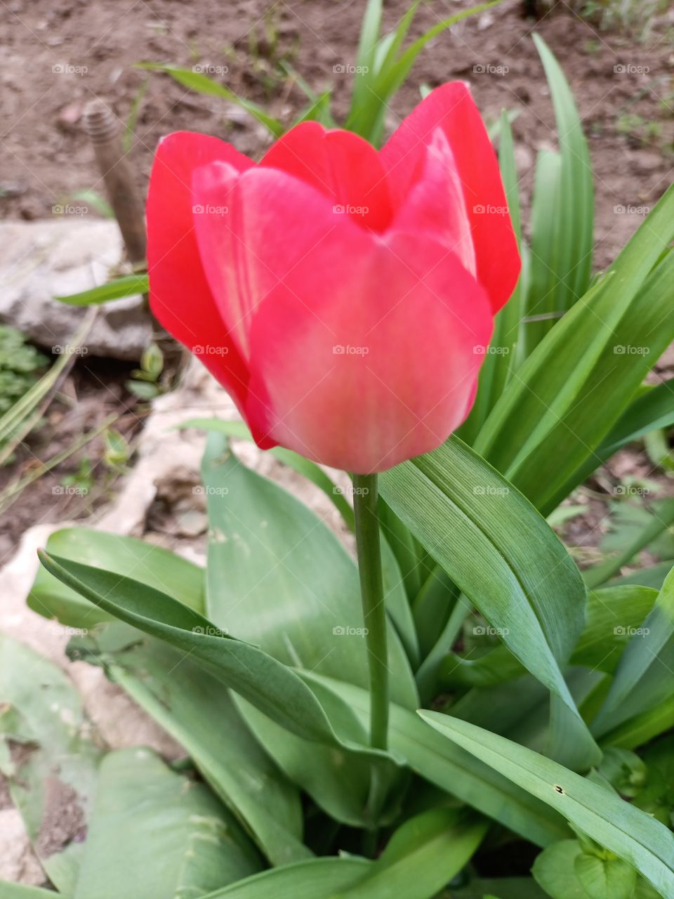 The beauty in nature