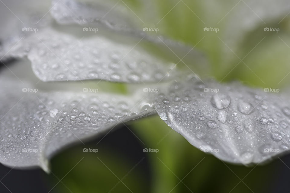 Macro of White amaryllis petals with water drops