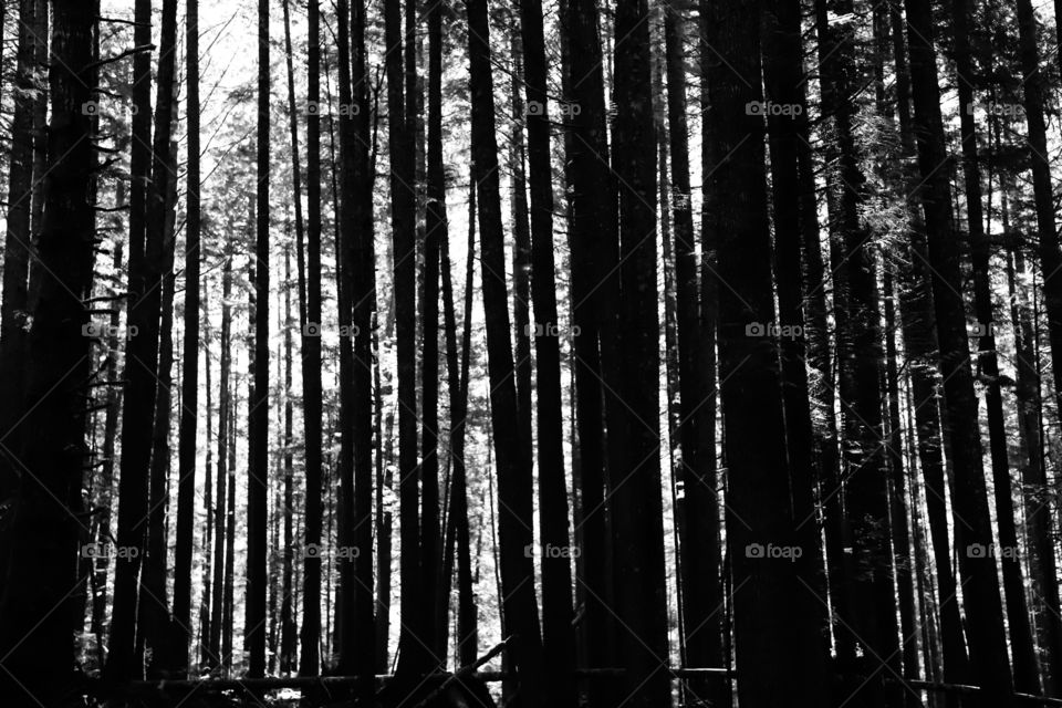 Dense forest of tall trees, black and white 