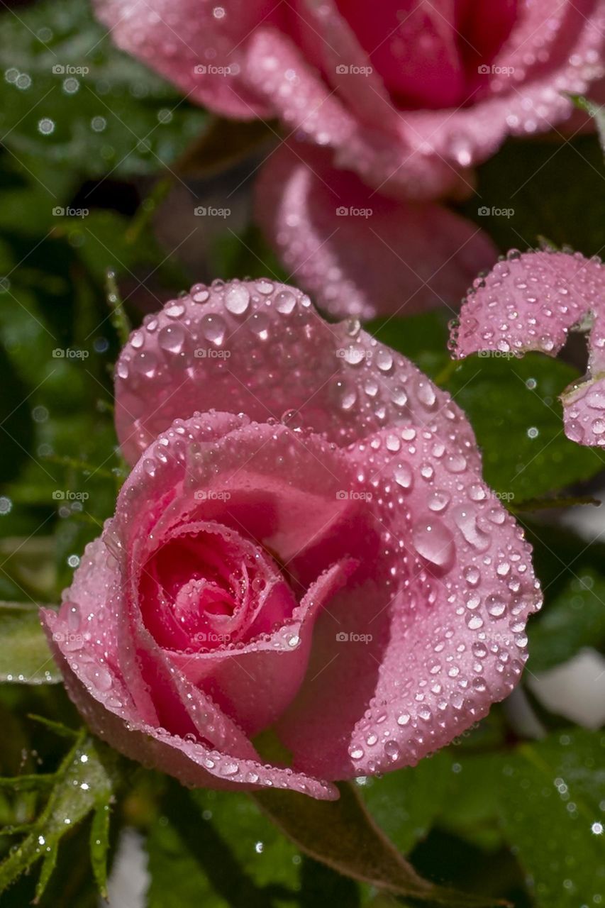 Rosa molhada. Flor molhada. Flor com orvalho. Flor rosa.