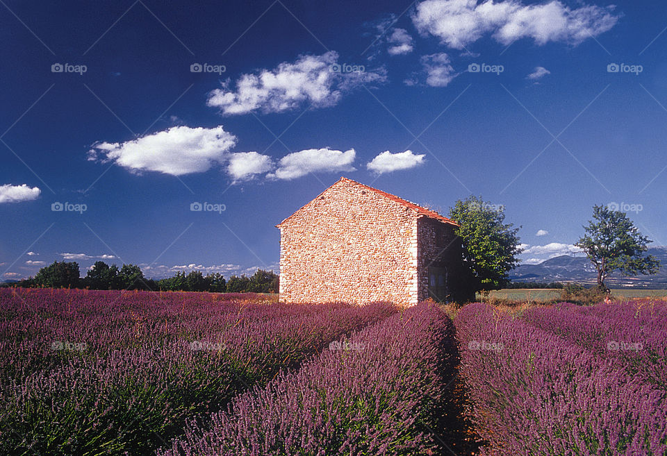 Lavender. Provence