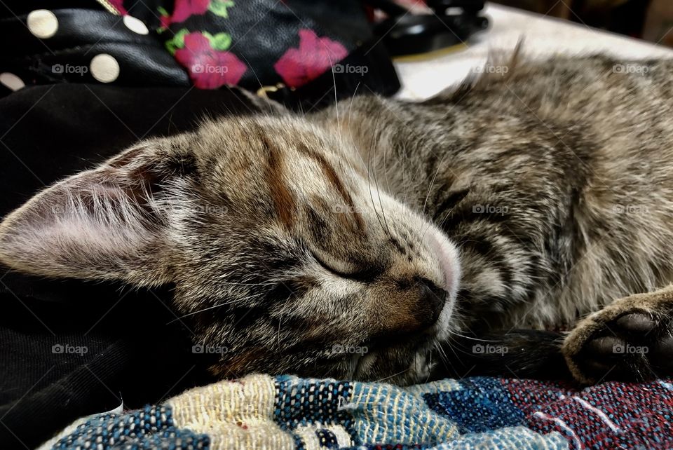 My adorable kitten, Susan, taking a quick nap 