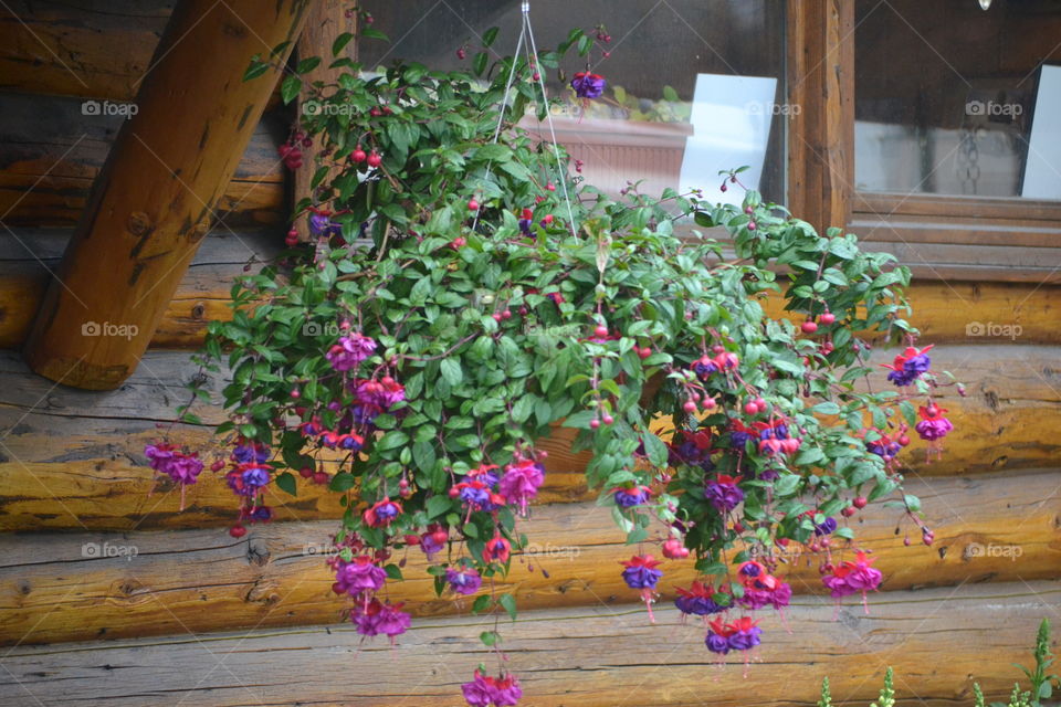 Rustic Hanging Baskets