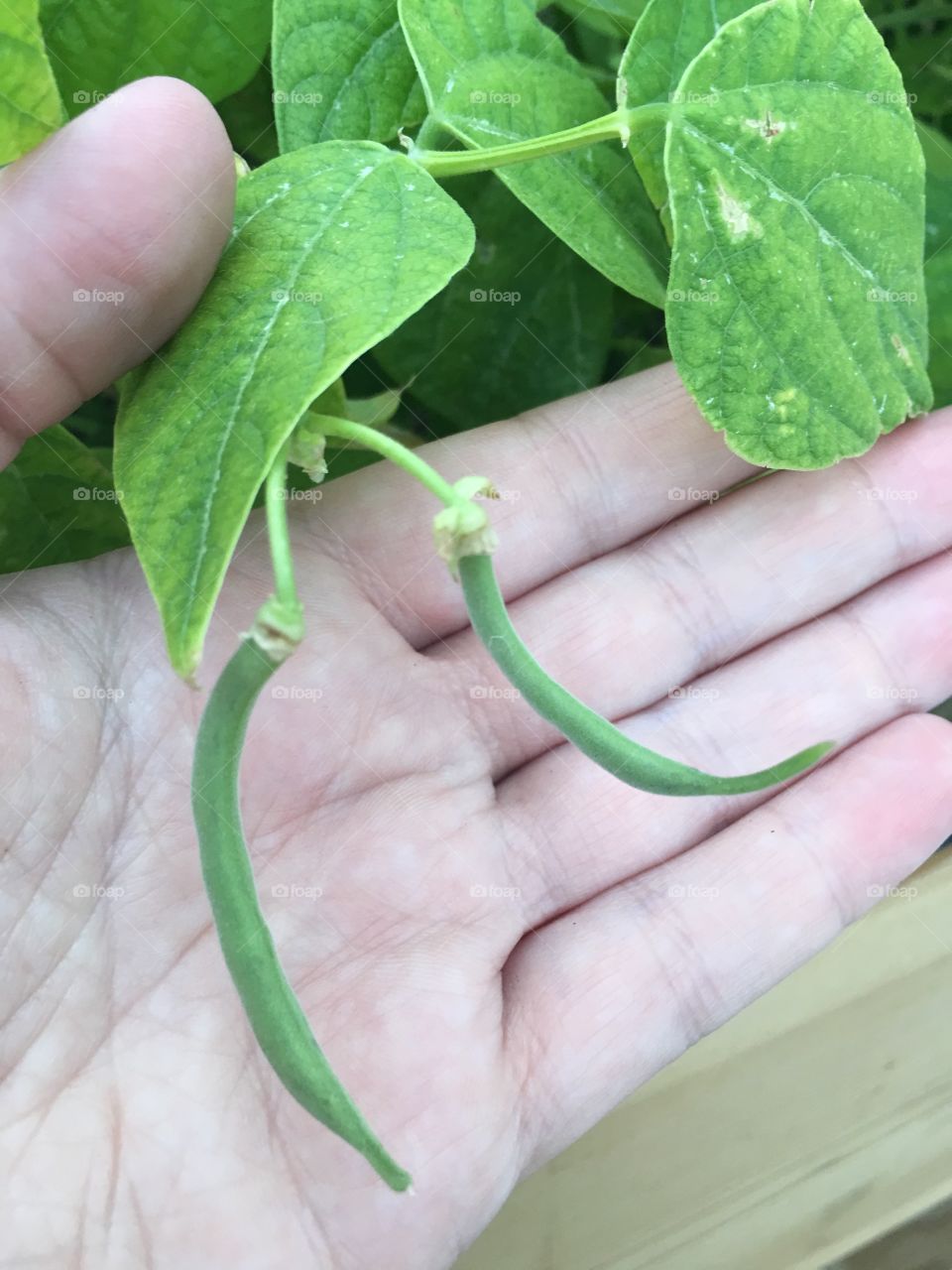 Green beans growing on the plant