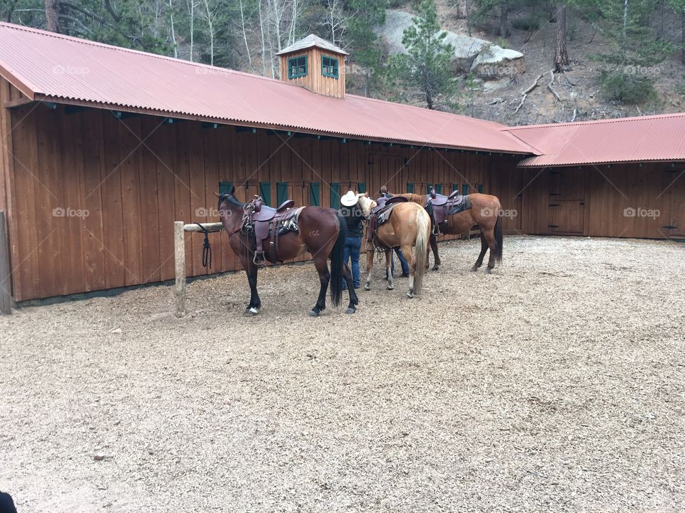 It's riding day for horses