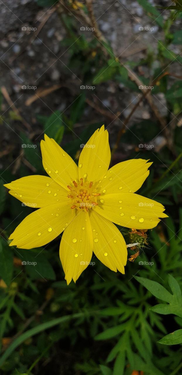 spring, wild flowers beautiful colors, wallpaper, natural, yellow. water drops, flash of light