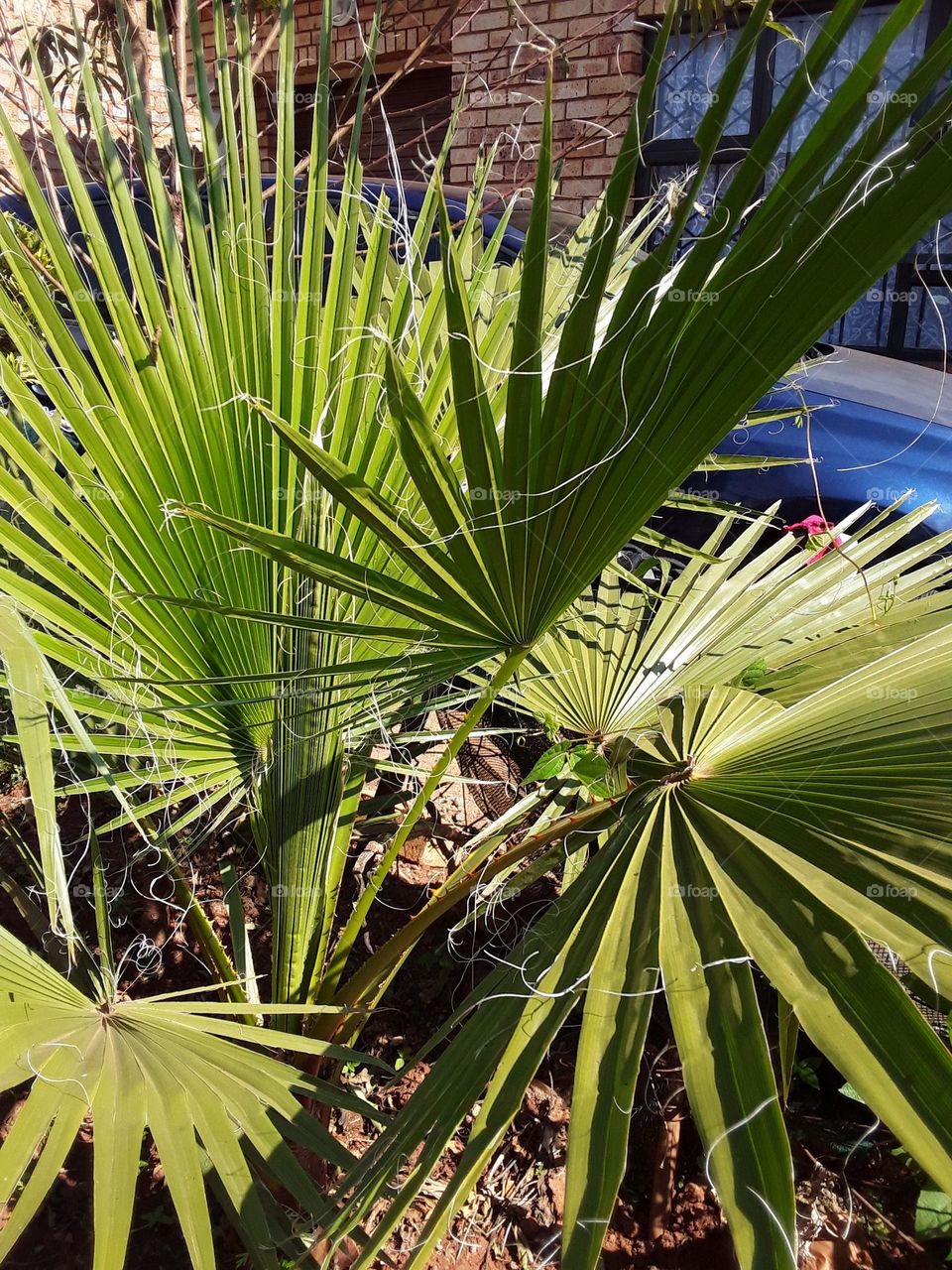 A garden tree outside home