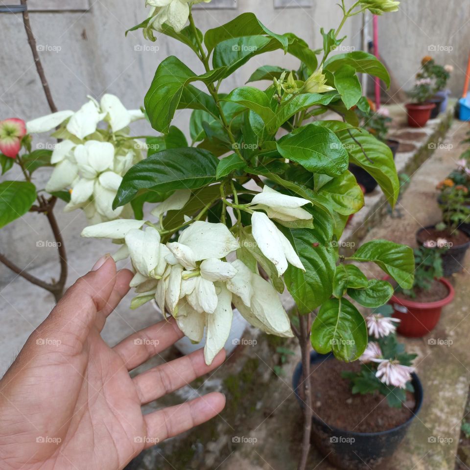 New flower plants in pots in the yard