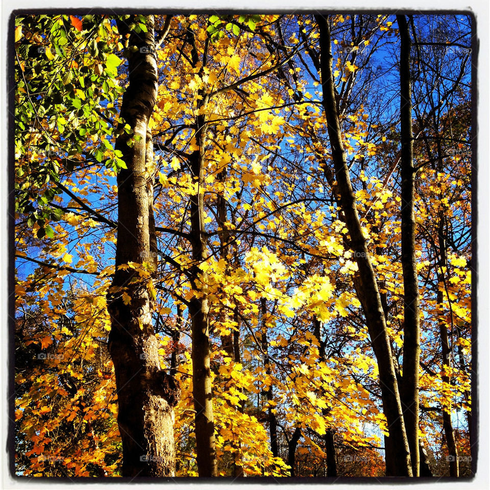 yellow sun woods fall by lindajacobi