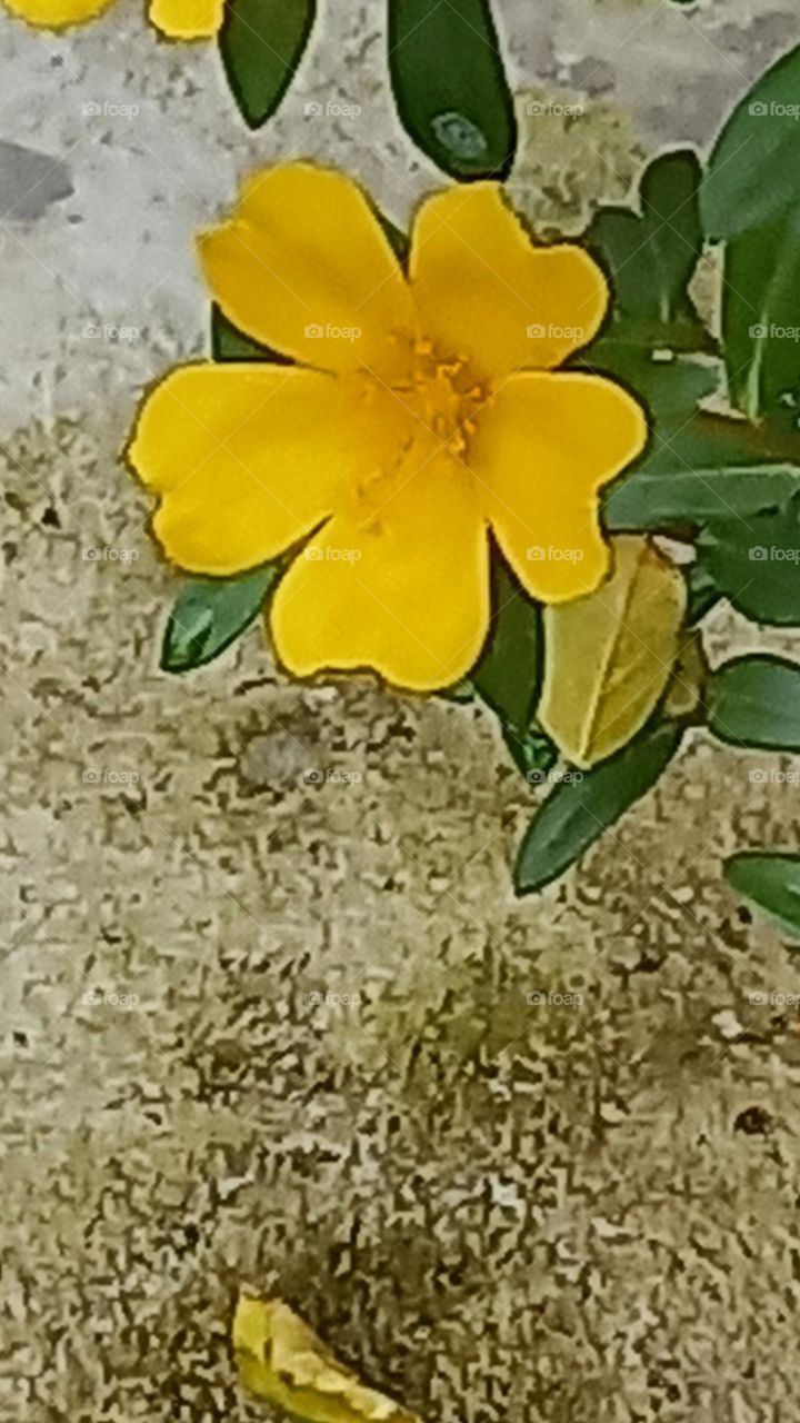 Sắc vàng khoe sắc.