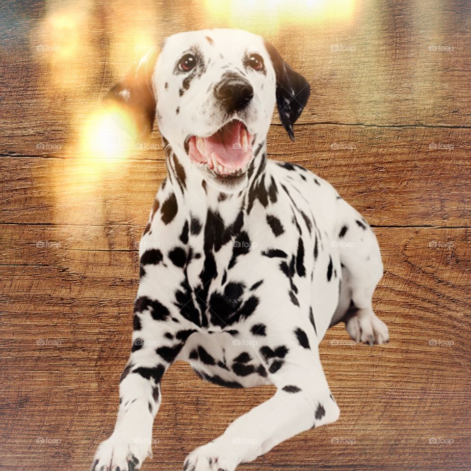 Dalmation