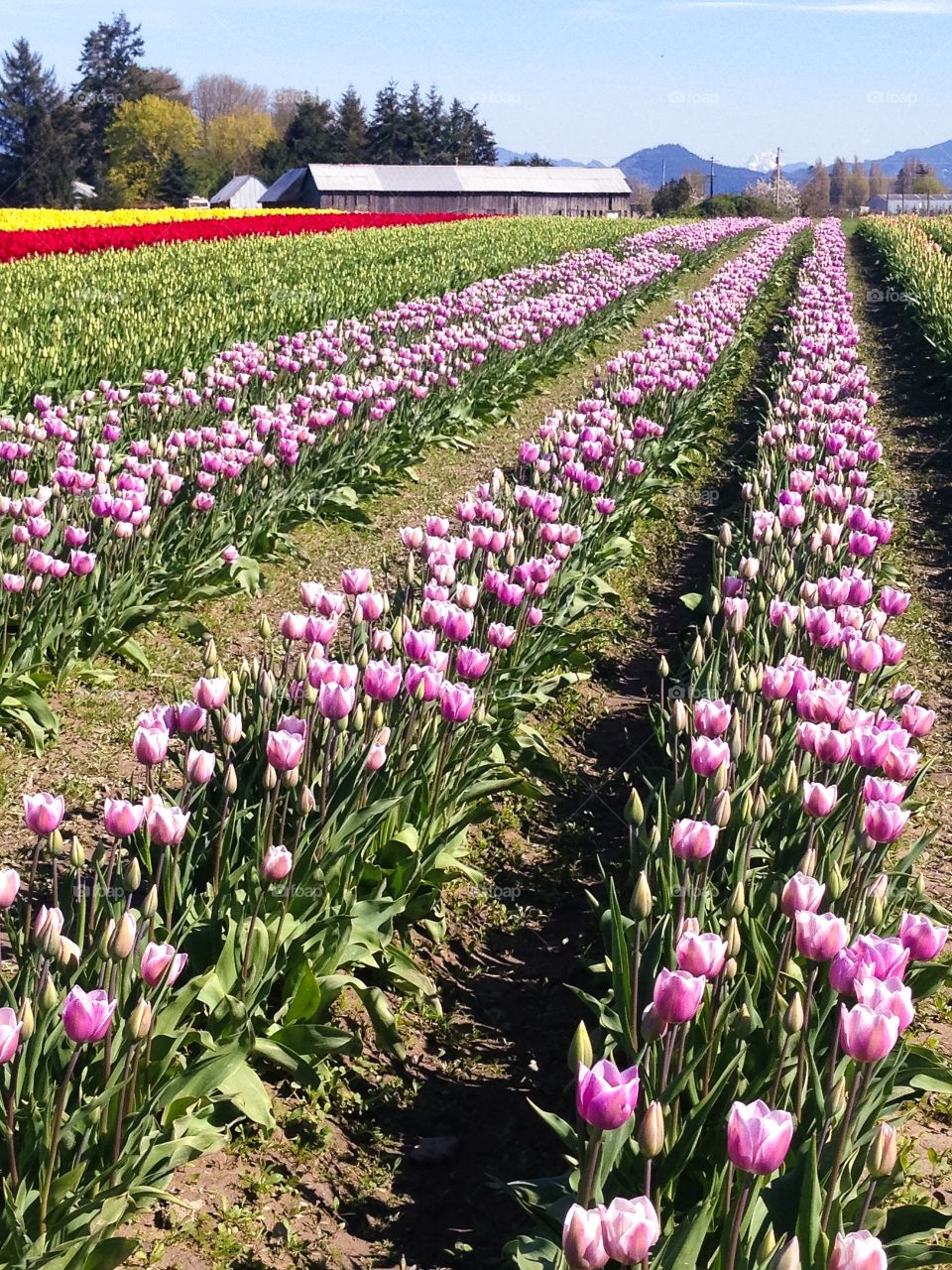 Tulip fields