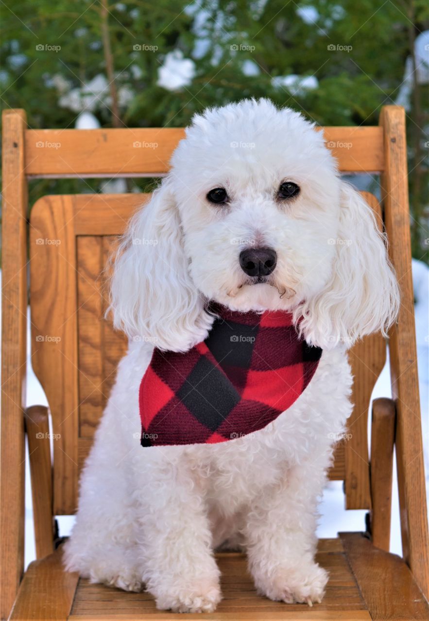dog with buffalo check bandana