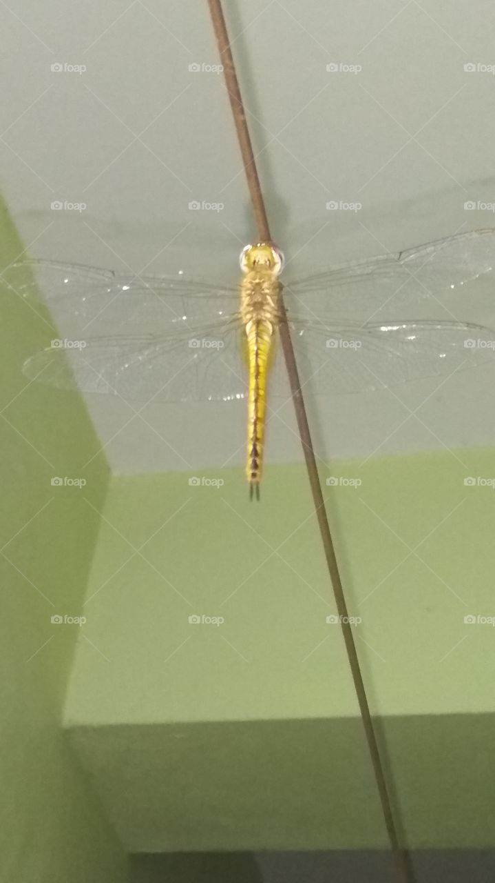nice dragonfly