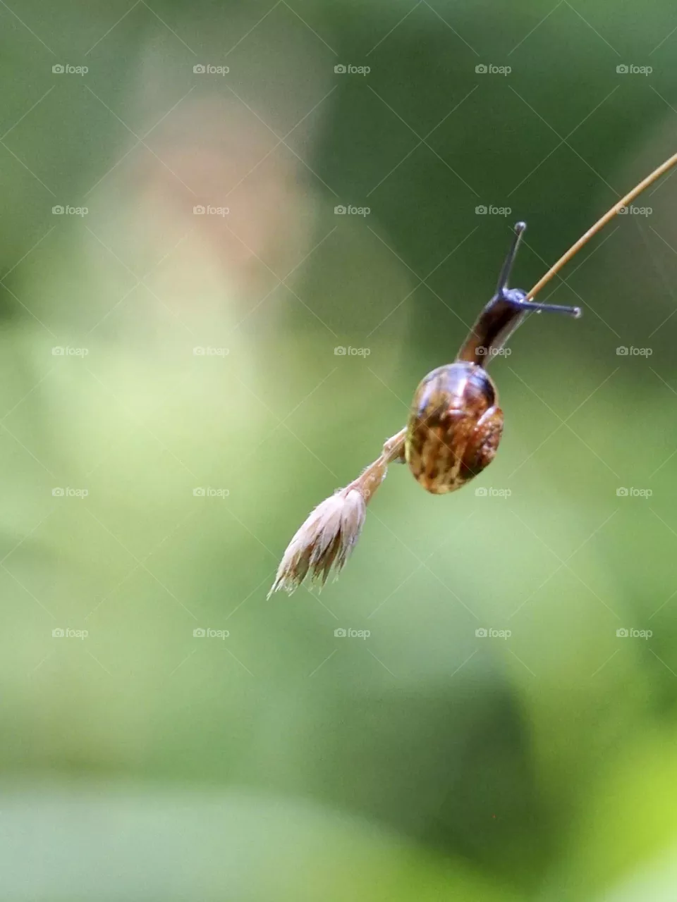 Snail on the grass