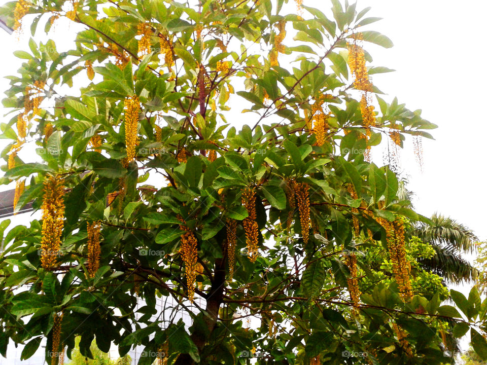 Tree (Rio de Janeiro/BR)