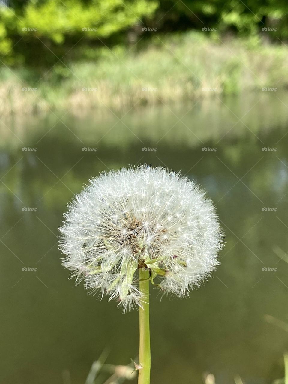 Dandelion