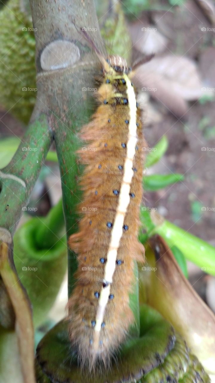 Creepy caterpillar on the branch
