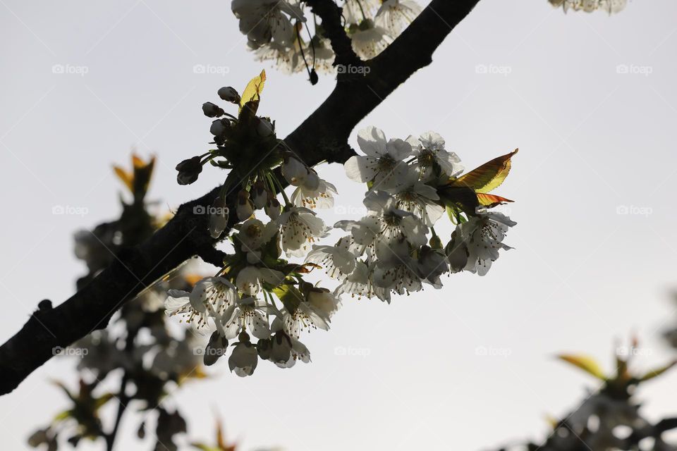 Cherry blossoms under the sun