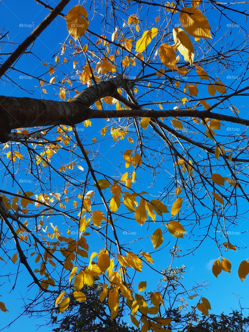 Leaf. Sky. Blue. Tree. Autumn.