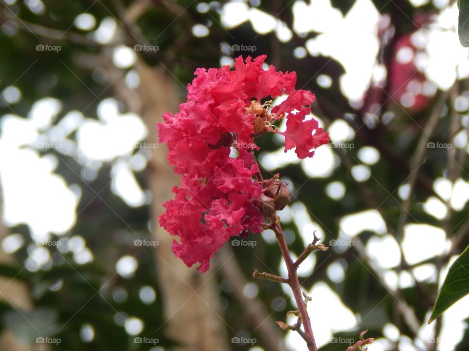 Nature’s Scenery, Pink Blossom 