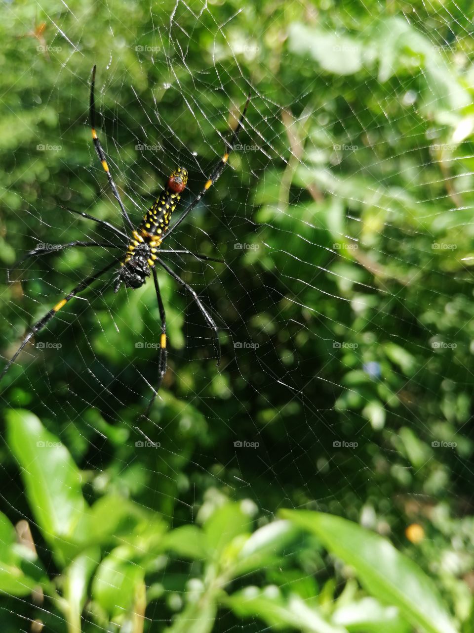 Spider on their Web waiting for food.