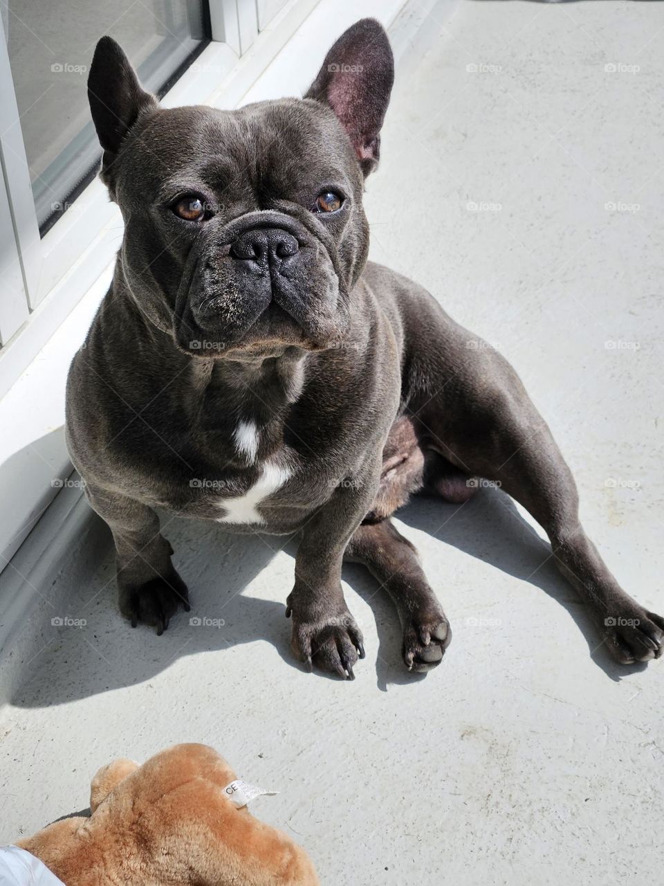 sunbathing frenchy