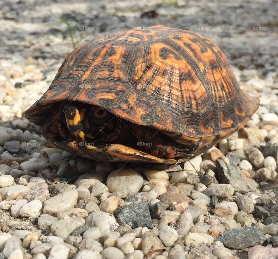 Box Turtle. Some days I just don't want to come out of my shell. 