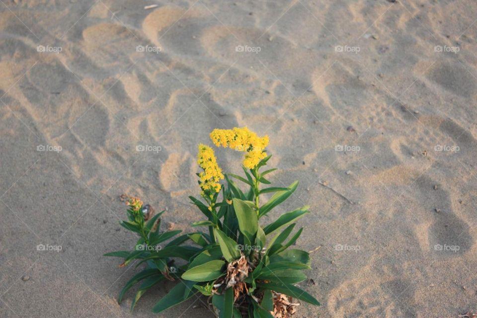 Elegant flower laid on the softest sand in Nova Scotia, Canada