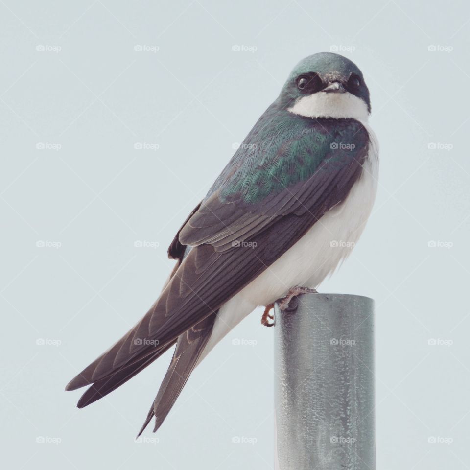 Tree swallow