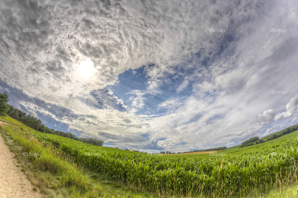 Cornfield below the Heavens