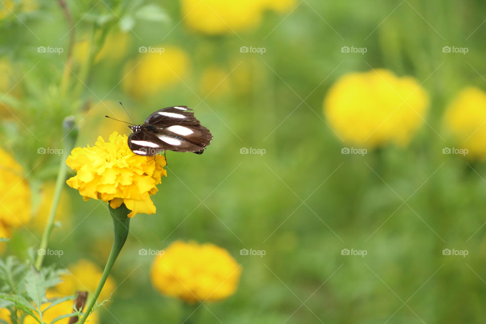 Beauty of a man who's stoling honey and giving birth to that plant #Eggfly