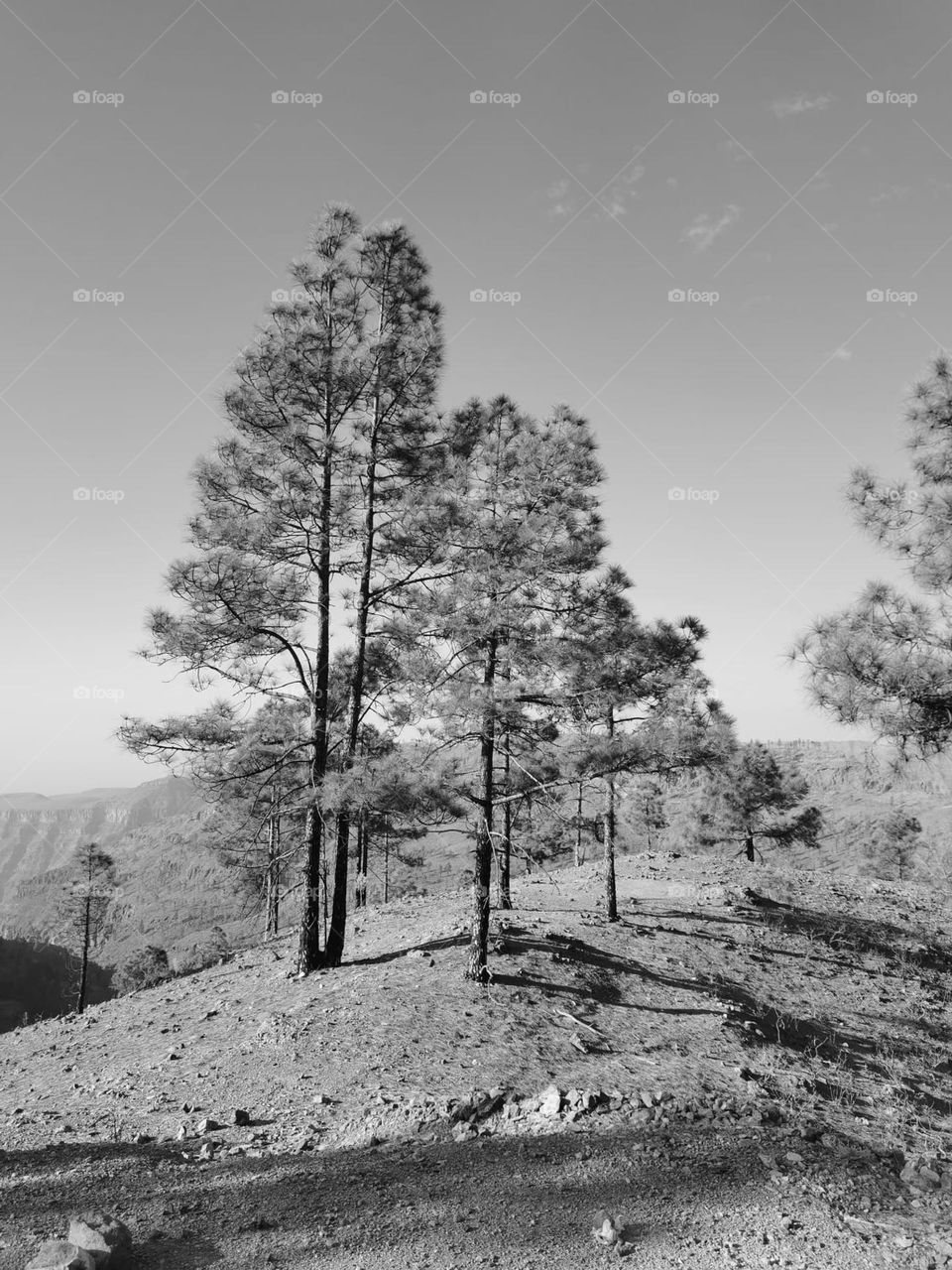 pino canario en gran canaria