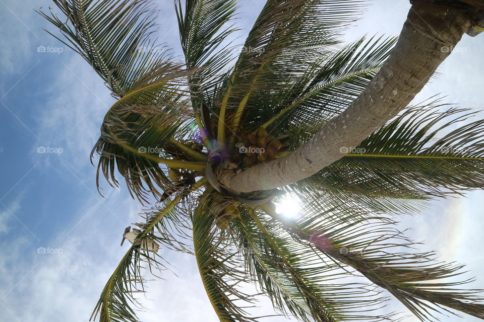 🌴 coconut beach 