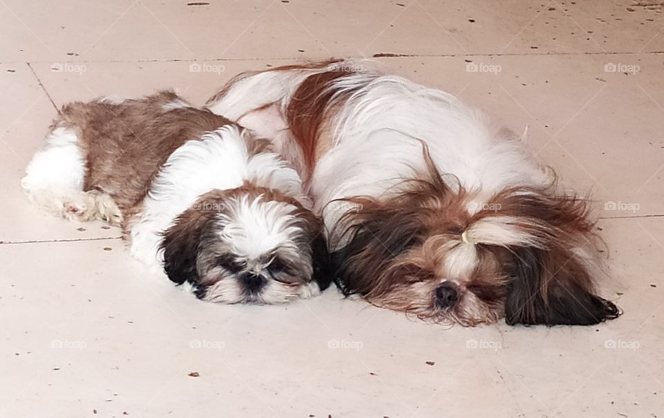 Shih Tzu