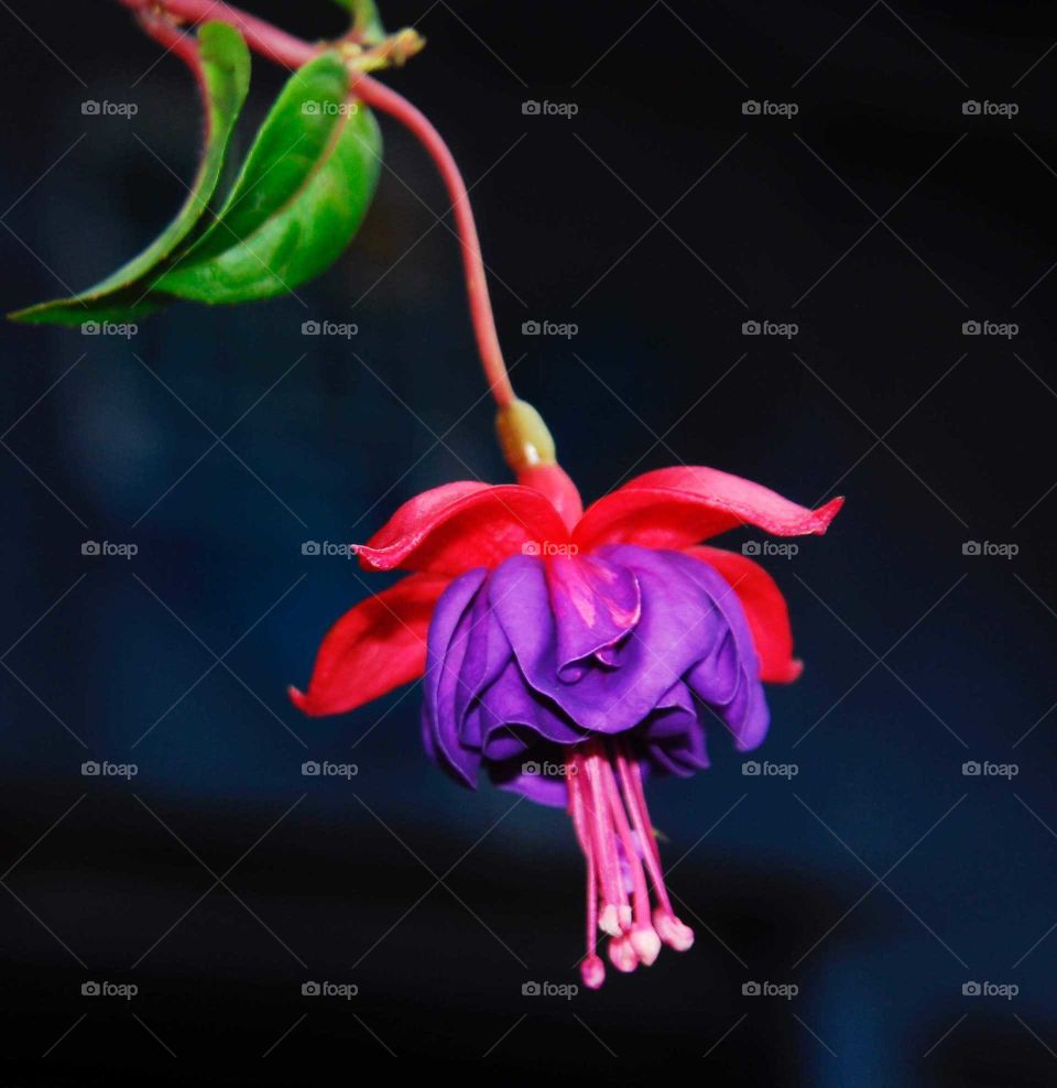 a bi colorful flower in the garden