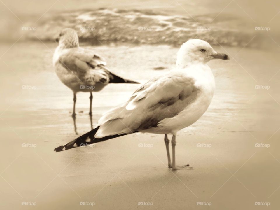 Seagulls 