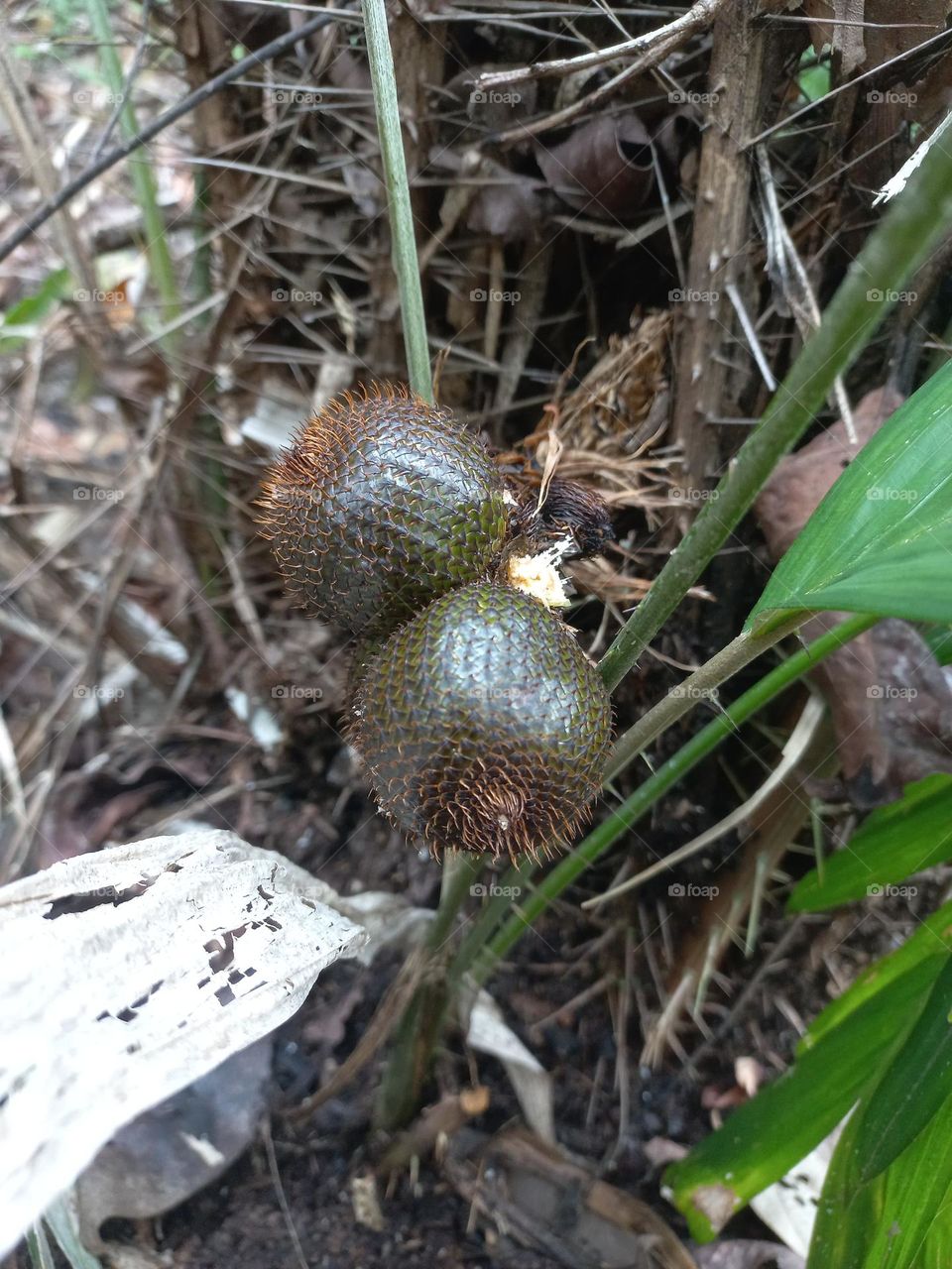 Salak is a type of palm fruit commonly eaten
