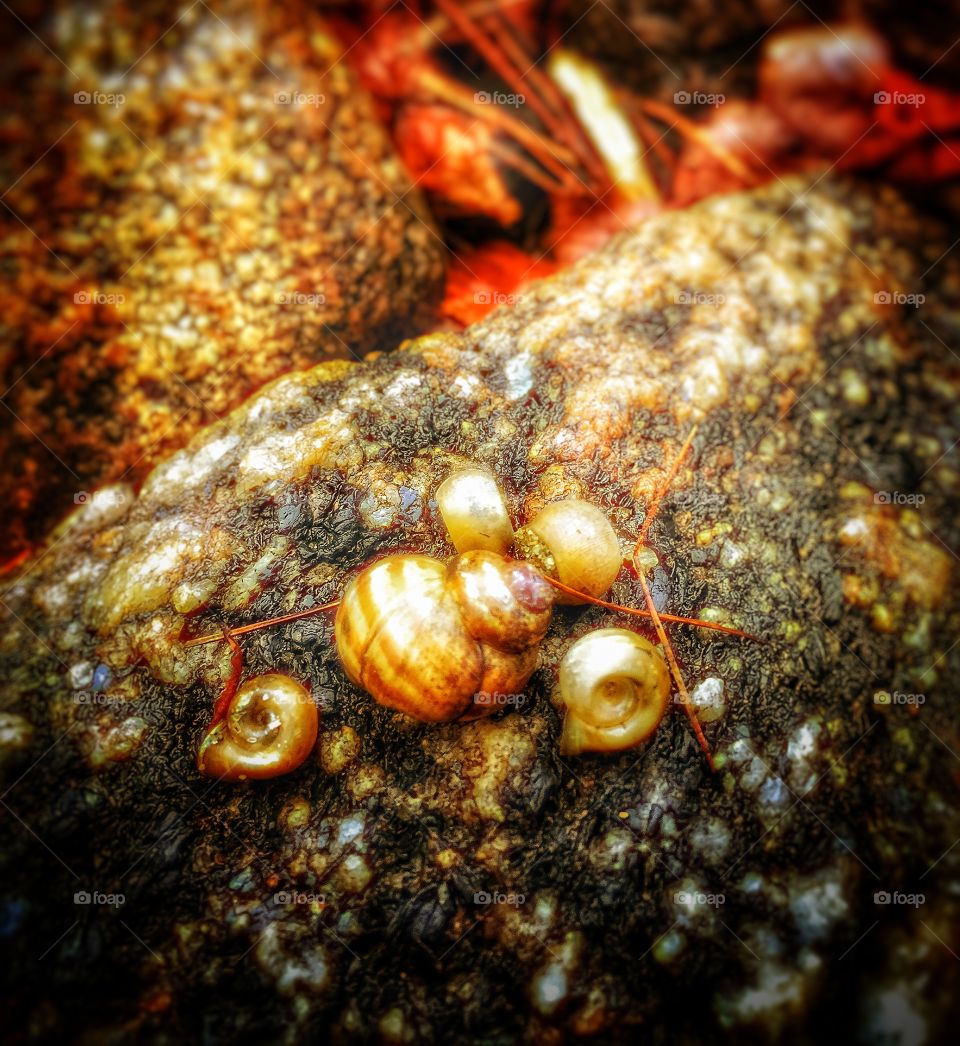 Lake snails.. Fresh water snails.