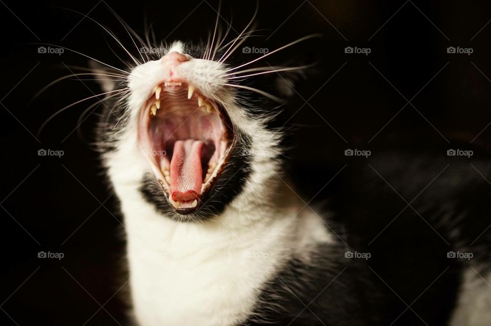 Kitten Yawn