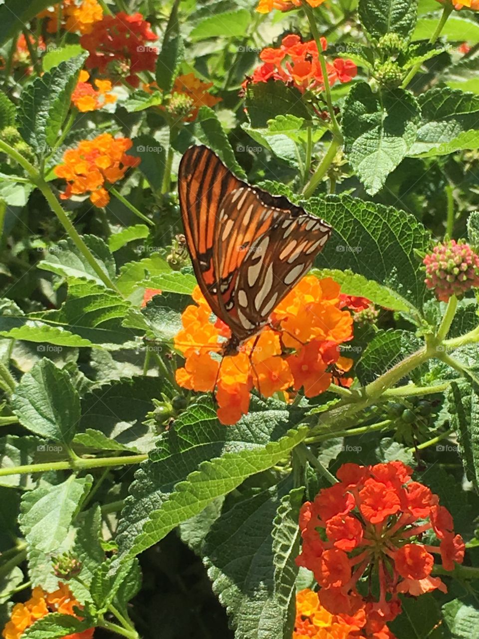 Butterflies are a sure sign of spring anywhere in the world. A brightly colored butterfly is taking in the sweetness that the fresh flowers have to offer.