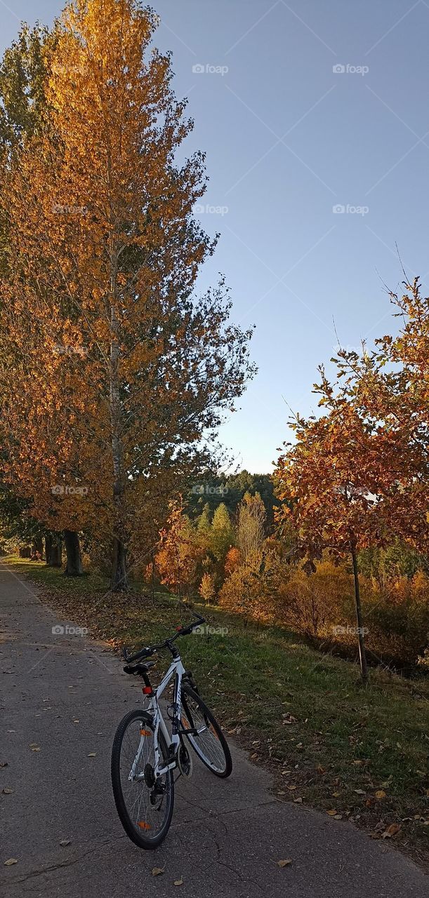 bike on a street road in the park beautiful autumn nature landscape