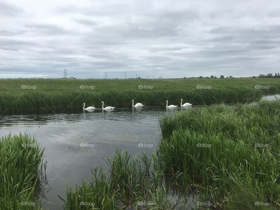 This is the trail end of a bevy of at least fifty swans. There is a lovely view of grey skies reeds in the forefront.