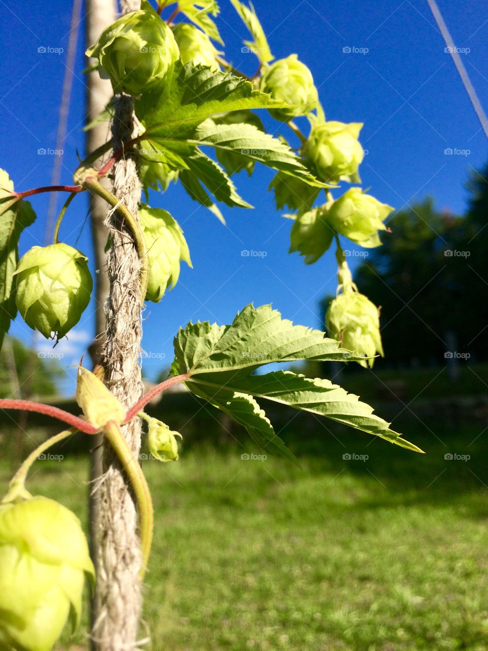 Hops on the vine 