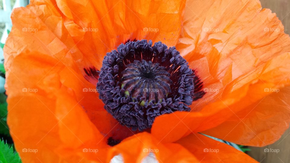 Pop!. Gorgeous close up view of a poppy flower.