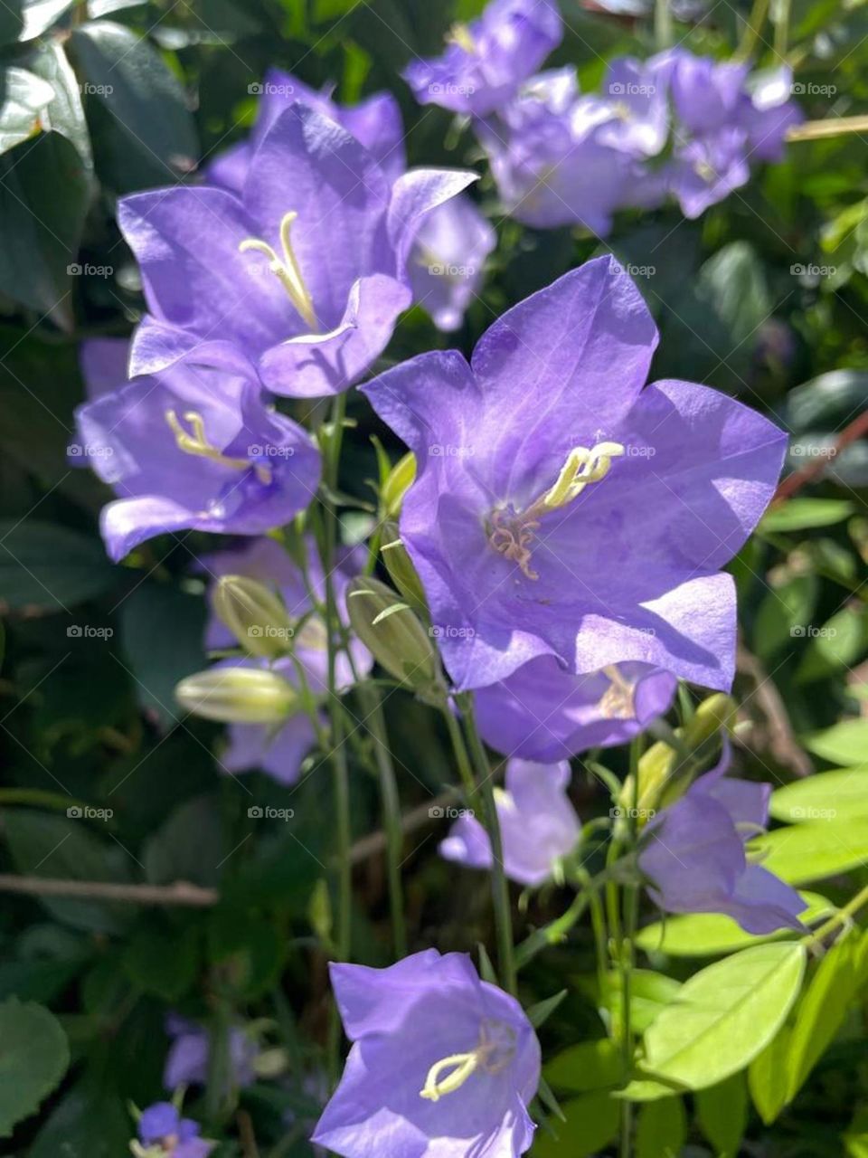 peach-leaved bellflower